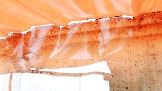Larva lele ini sudah menanti pakan cacing sutera dari sang majikan
