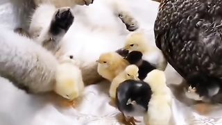 Funny action 32