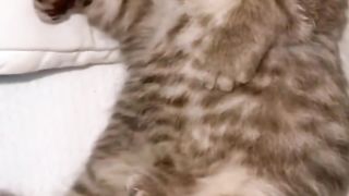 Funny action 33