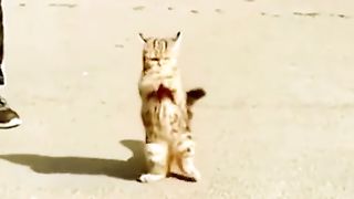 Mpus learns to walk cutely#fyp