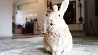 Animal rabbit eating