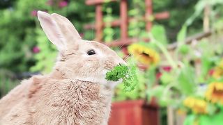 Japanese planting eating eating for home