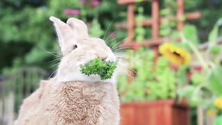 Rabbit is always eating