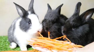vecteezy_lovely-young-1-month-rabbits-eating-carrot-from-lady