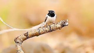 Lord's glory, very beautiful bird