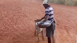 Feeding hungry cheetah