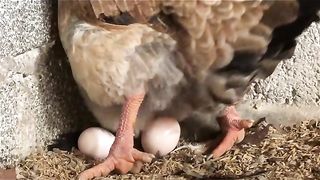 Chicken Feeds Alternative