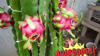 Dragon fruit in a POT??