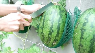 Planting Hanging WATER MELON