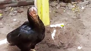 Pata ni ye Kahan ja Rahi hay