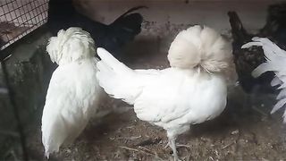 The white hens and roosters having croened head