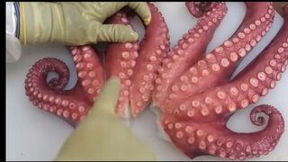 Yummy OCTOPUS #food # restaurant