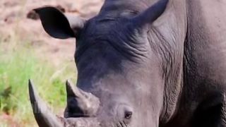 Les animaux que vos enfants ne connaîtront jamais ????