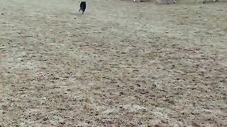 Cute Animal - Funny - Border Collie - 03