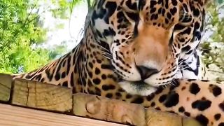Jaguar Reaction To Catnip! ADORABLE