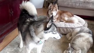 Huskies Argue With Owner About Keeping The Noise Down