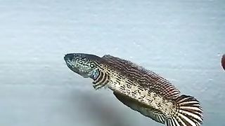 Aquascape 11