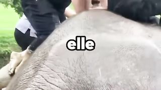 Cette maman éléphant ne se réveille pas....