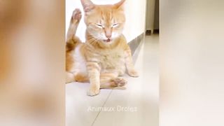 Essayer De Ne Pas Rire ???? Meilleurs Chiens et Chats Drôles ????????