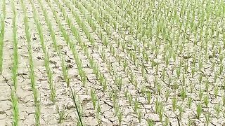 Sawah di Landa kekeringan