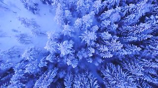 Trees.. Snowy trees. View from above.