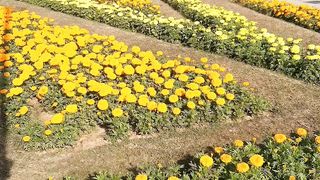#Winterflowers/Yellow flowers/pakistani flowers/Argentaina parke islamabad #islamabad /sohailt22vlog
