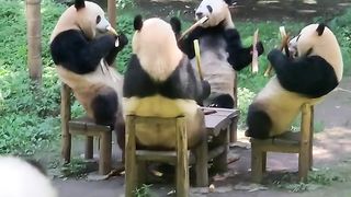 Cute Animal - Funny - Chinese panda