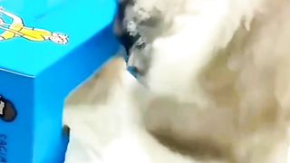 Kelakuan Unik Mbuuul