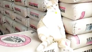 Bos Oyen Agy Santai Niich