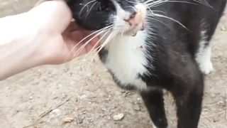 Rescue Kucing Sakit Berat