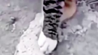 Mpuuuus Oyen Bertato
