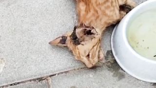 Rescue Kucing Oyen Malang Karena Dehidrasi
