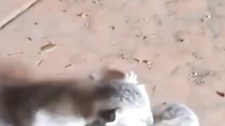 Rescue Kitten yang Terlantar