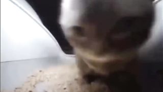 Chipi chipi chapa chapa cat