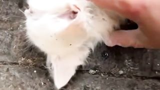 Rescue Kitten Tergeletak Lemas