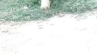 Kitten Belang VS Doggy