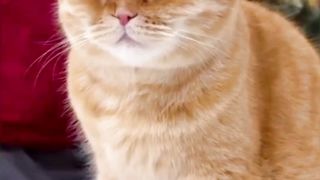 Ekspresi Wajah Kekesalan Mpuuuus Oyen