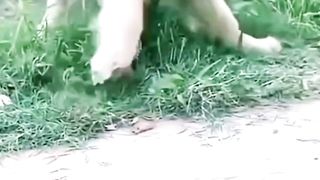 Bocil VS Doggy