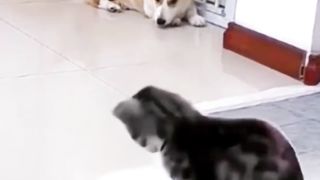 Bocil Mainan Mangkok Kosong