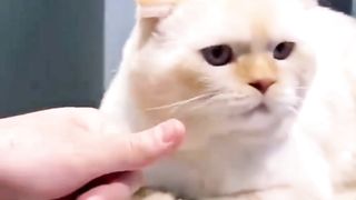 Mbuuul Bantu Emaaak Hitung Uang
