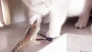 Mpuuuus Menyelamatkan Udang yang Akan digoreng