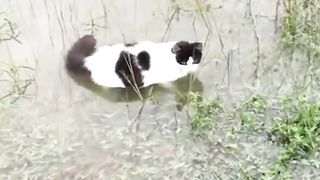 Mpuuuus Mencari Ikan