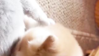 Kitten Oyen Kemasan Sachet