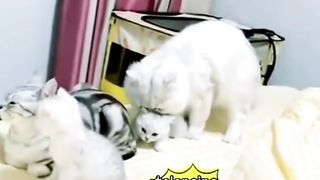 Bapak Mbuuul Nakal Sama Kitten
