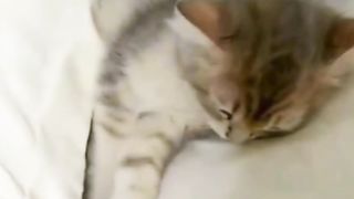 Kitten Ngantuk Berat