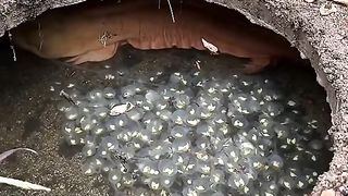 Amazing videos vol 151