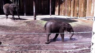 Baby Elephants LOVE Water, Cute Baby Animals