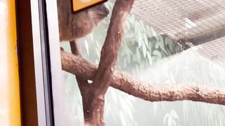 Amin and Omid at the Zoo! Animals Adventure!