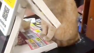 A cat who works part-time to protect the cash register