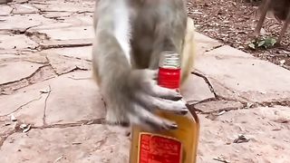 Crazy animal monkey